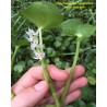 Heteranthera reniformis — kidney-leaved mud-plantain