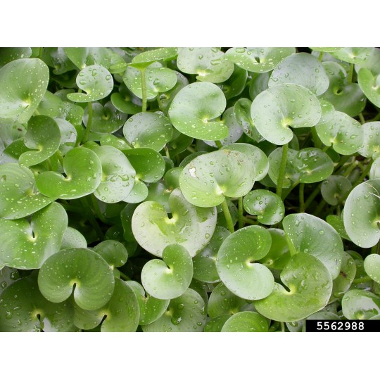 Heteranthera reniformis — kidney-leaved mud-plantain