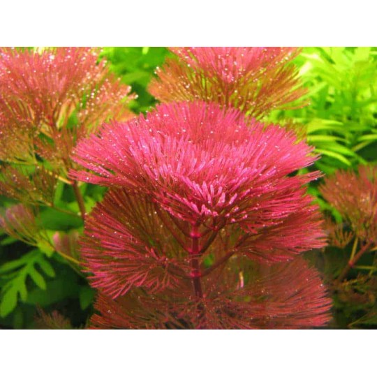 Red Cabomba - Cabomba furcata ("piauhyensis") - 1 Bunch