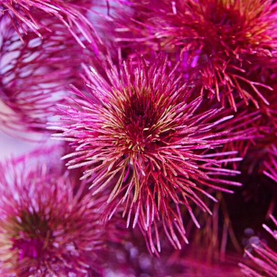 Red Cabomba - Cabomba furcata ("piauhyensis") - 1 Bunch