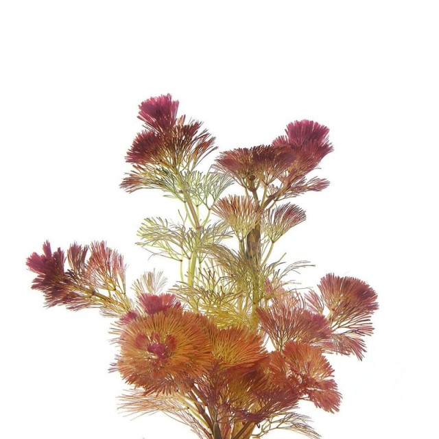 Red Cabomba - Cabomba furcata ("piauhyensis") - 1 Bunch