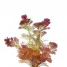 Red Cabomba - Cabomba furcata ("piauhyensis") - 1 Bunch