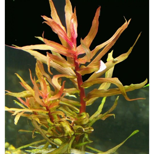 Ammannia gracilis red