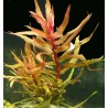 Ammannia gracilis red