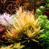 Ammania pedicellata Gold