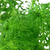 Limnophila sessiliflora - 1 Bunch