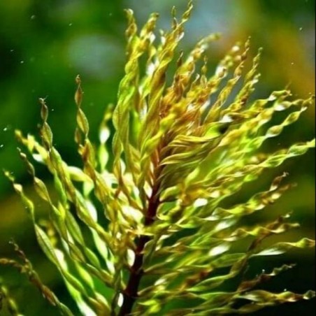 Ludwigia Inclinata 'Curly' or 'Tornado' *TOP-RARITY*