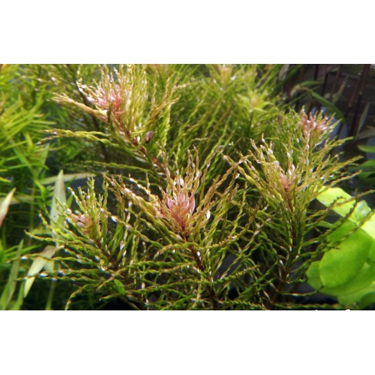Ludwigia Inclinata 'Curly' or 'Tornado' *TOP-RARITY*