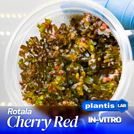 Rotala Cherry Red