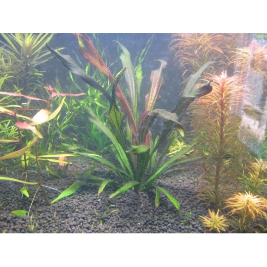 Echinodorus x "Red Devil"