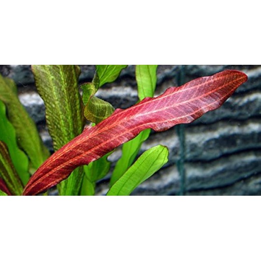 Echinodorus x "Red Devil"