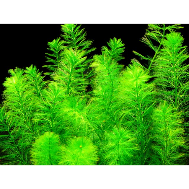 Myriophyllum Elatinoides 'Snowflake' - 1 bunch