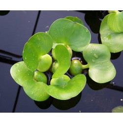 Water hyacinth - Eichhornia crassipes