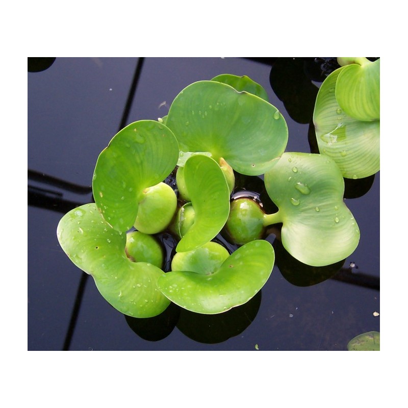 Water hyacinth - Eichhornia crassipes