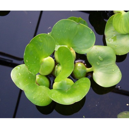 Water hyacinth - Eichhornia crassipes