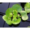 Water hyacinth - Eichhornia crassipes