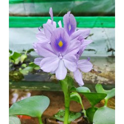 Water hyacinth - Eichhornia crassipes