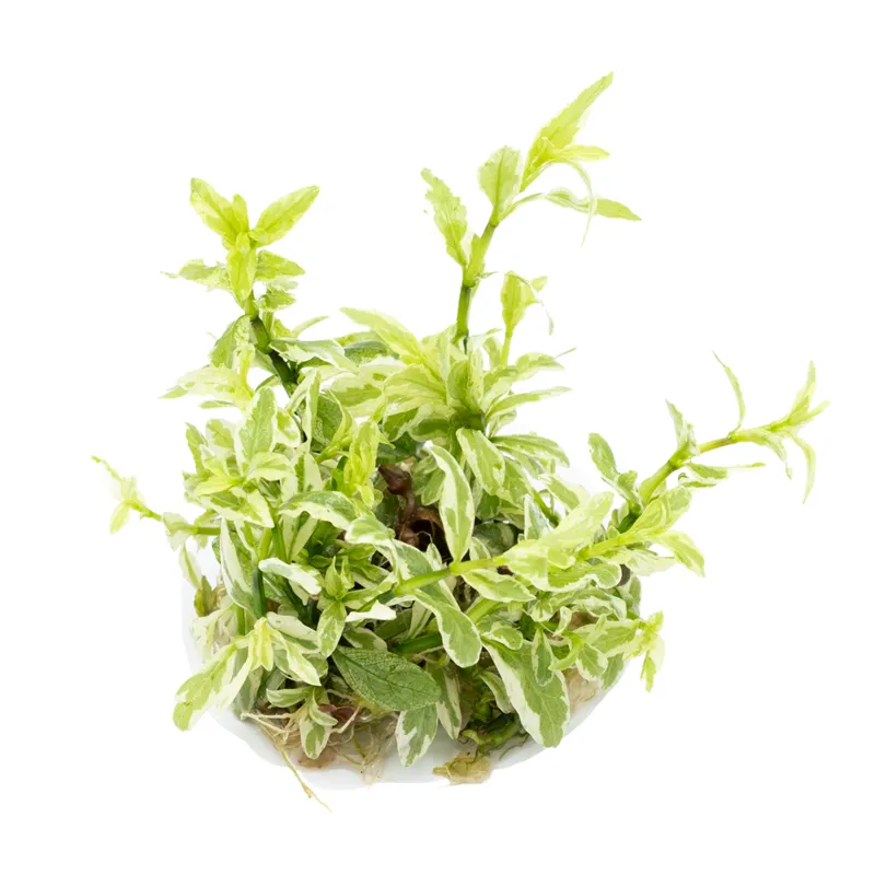 Hygrophila polysperma ‘White’  - 1 bunch