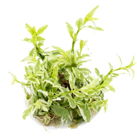 Hygrophila polysperma ‘White’  - 1 bunch