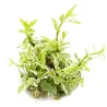Hygrophila polysperma ‘White’  - 1 bunch