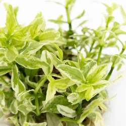 Hygrophila polysperma ‘White’  - 1 bunch