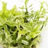 Hygrophila polysperma ‘White’  - 1 bunch