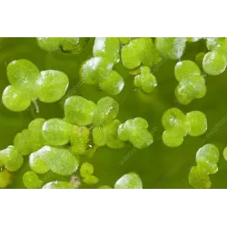 Lemna minor - Mazais ūdenszieds