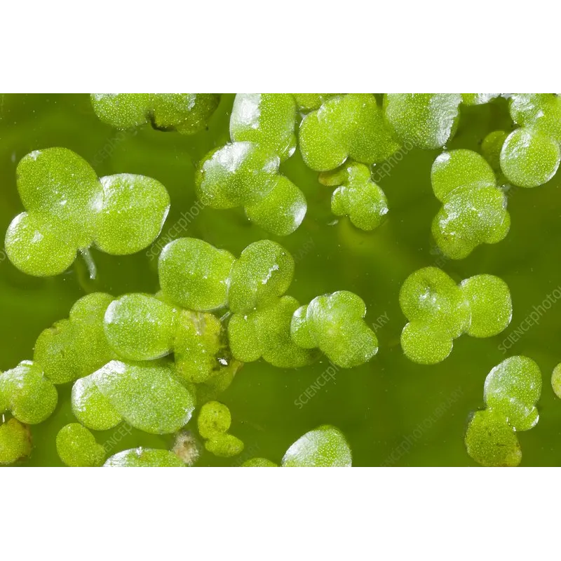 Lemna minor - Mazais ūdenszieds