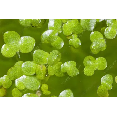 Lemna minor - Mazais ūdenszieds