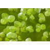 Lemna minor - Mazais ūdenszieds