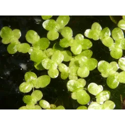 Lemna minor - Duckweed