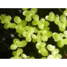 Lemna minor - Mazais ūdenszieds