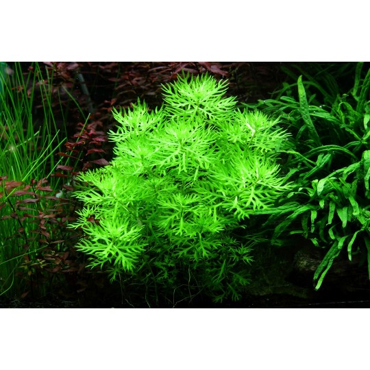 Hottonia palustris