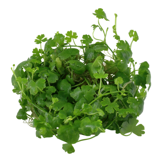Hydrocotyle tripartita
