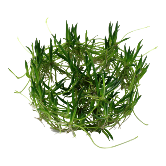 Littorella uniflora