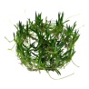 Littorella uniflora