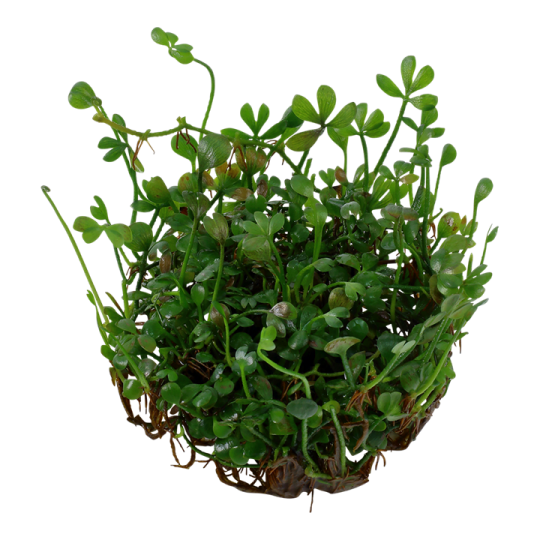 Marsilea crenata
