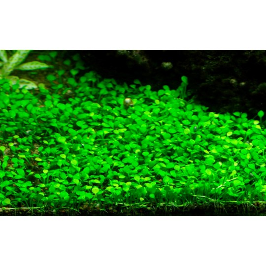 Marsilea crenata