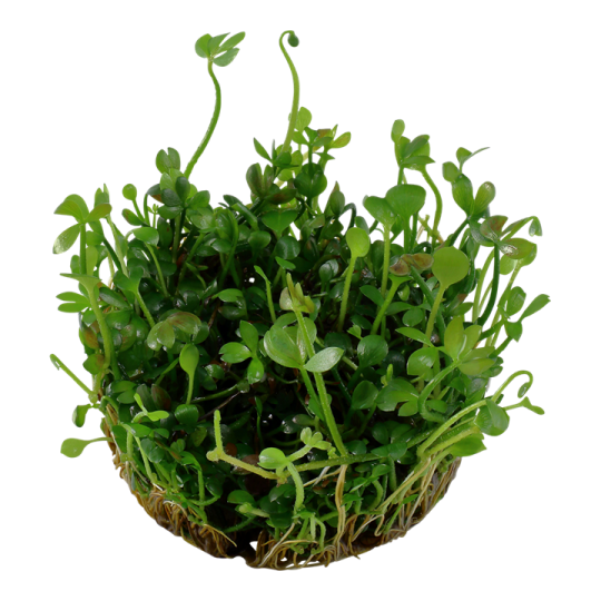 Marsilea hirsuta