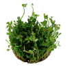 Marsilea hirsuta