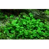 Marsilea hirsuta