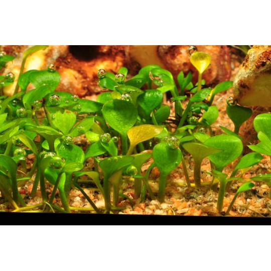 Marsilea hirsuta