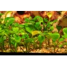 Marsilea hirsuta