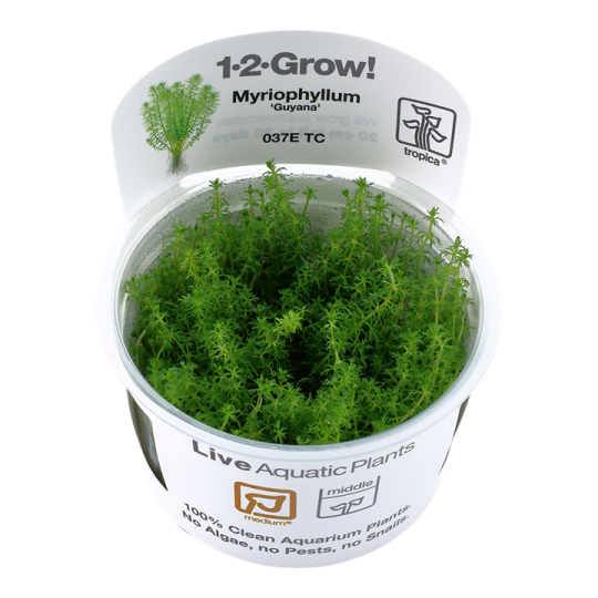 Myriophyllum 'Guyana'