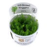 Myriophyllum 'Guyana'