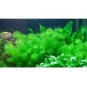 Myriophyllum 'Guyana'