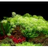 Myriophyllum mattogrossense