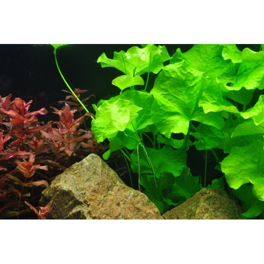 Nymphoides hydrophylla 'Taiwan'