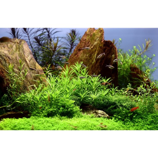 Pogostemon helferi