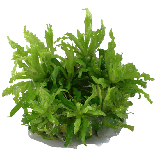 Pogostemon helferi